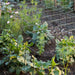 Annabelle Hortensienstütze 75 (2er Set) - Green Shopping Days