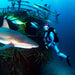 #neoprenefree Mermaid Protector Fish Skin Fullsuit “Be Water My Friend” - Green Shopping Days